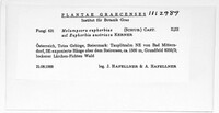 Melampsora euphorbiae image